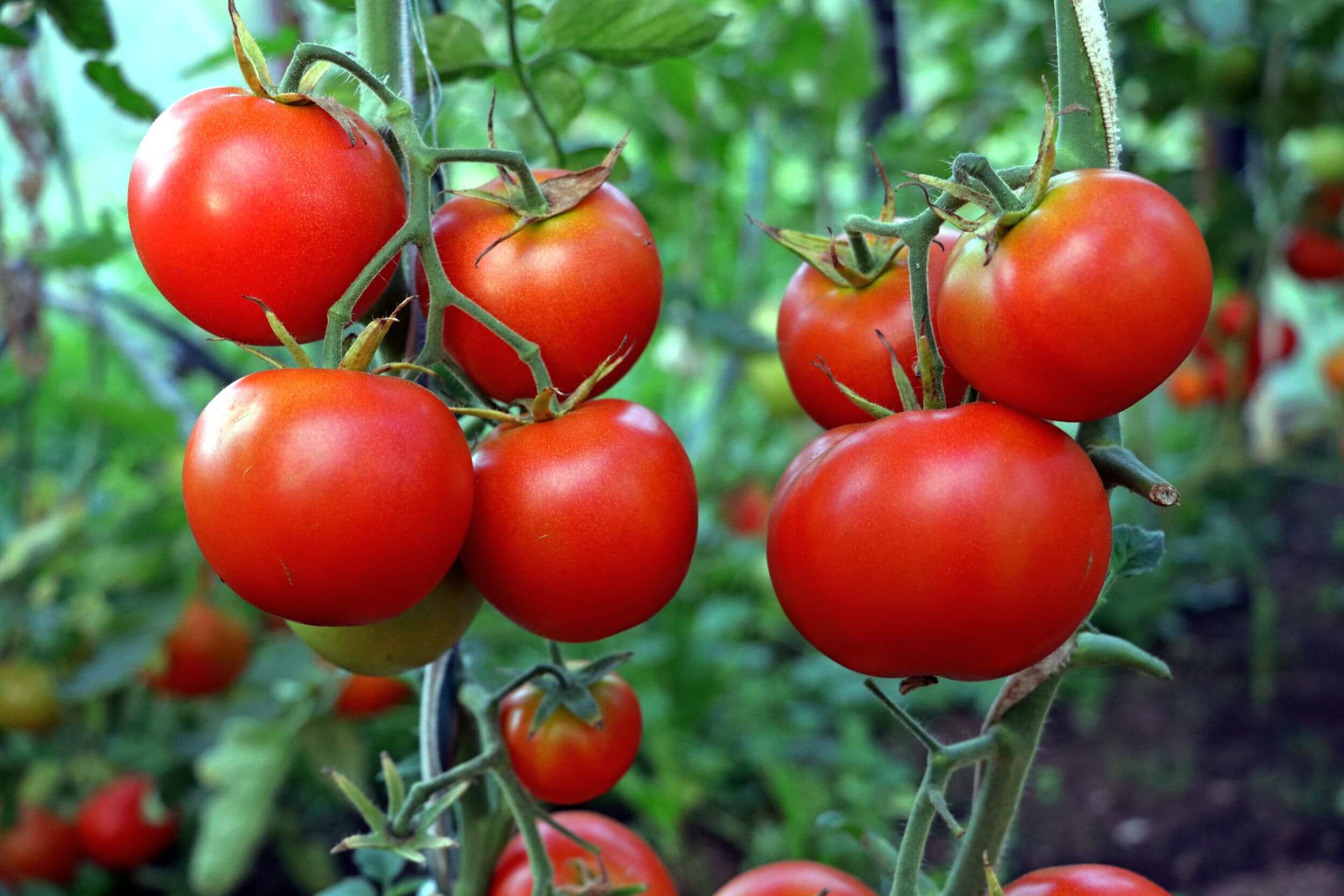 Tomatengewächshaus Wunderschoene Rispe roter Tomaten Wunderschoene Rispe roter Tomaten
